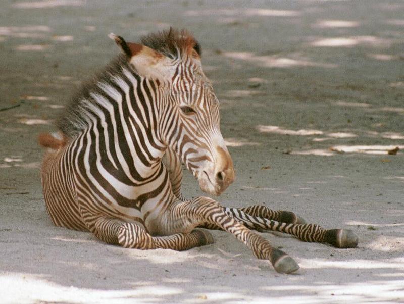 Zebra foal at Frankfurt Zoo... hard to get these many legs sorted out!; DISPLAY FULL IMAGE.