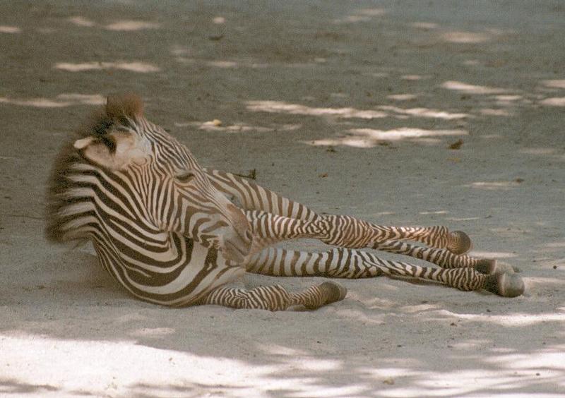 More of that Frankfurt Zoo Zebra foal - is that really more comfortable?; DISPLAY FULL IMAGE.