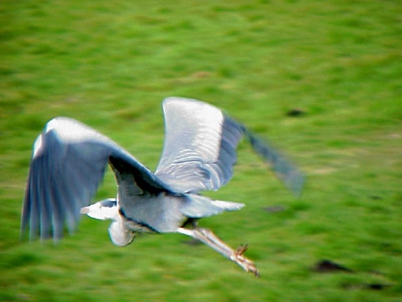 *3* - Grey Heron in flight - *; DISPLAY FULL IMAGE.