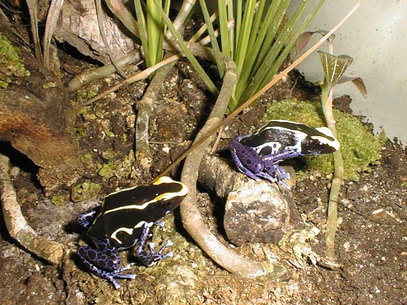 cobalt poison arrow frogs; DISPLAY FULL IMAGE.