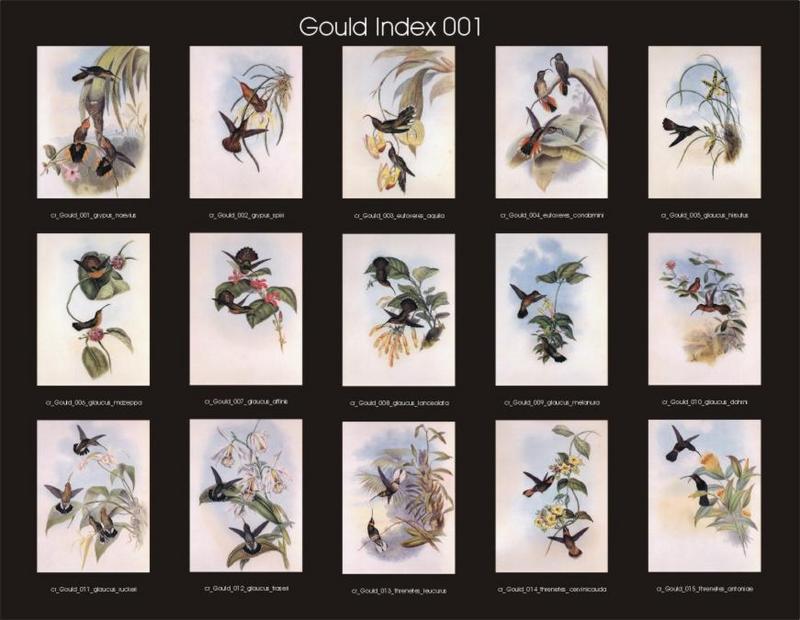 John Gould's Hummingbirds-Index 001-resized; DISPLAY FULL IMAGE.