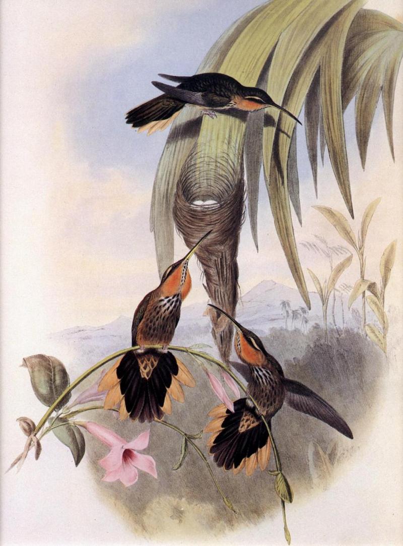 Re: John Gould's Hummingbirds-pic 001; DISPLAY FULL IMAGE.