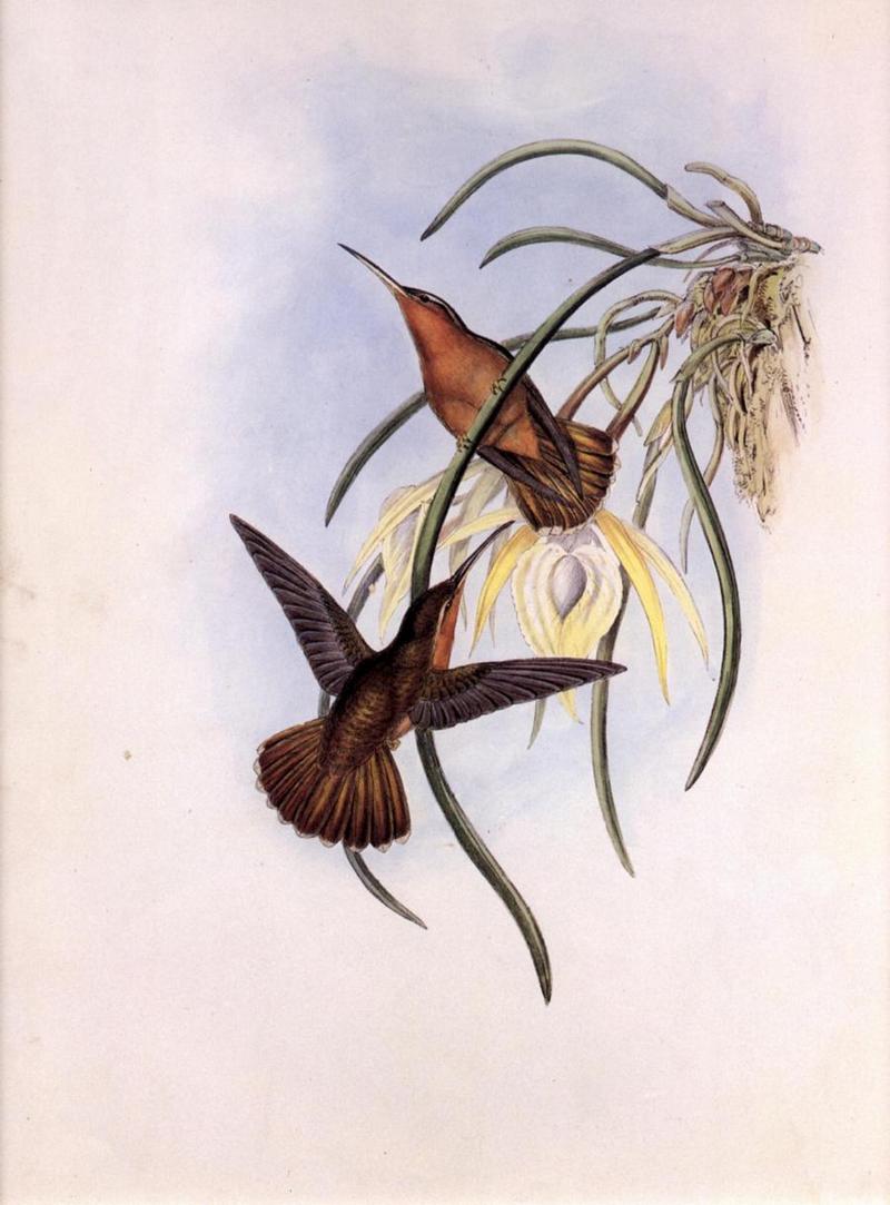 Re: John Gould's Hummingbirds-pic 002; DISPLAY FULL IMAGE.