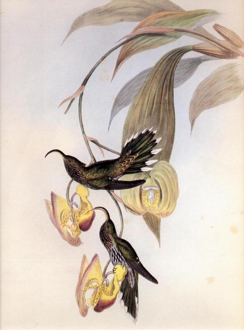Re: John Gould's Hummingbirds-pic 003; DISPLAY FULL IMAGE.