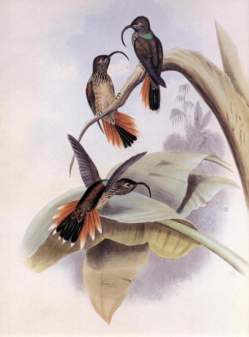 Re: John Gould's Hummingbirds-pic 004-resized; DISPLAY FULL IMAGE.