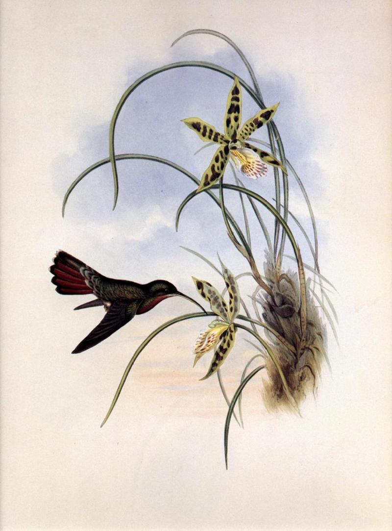 Re: John Gould's Hummingbirds-pic 005-resized; DISPLAY FULL IMAGE.