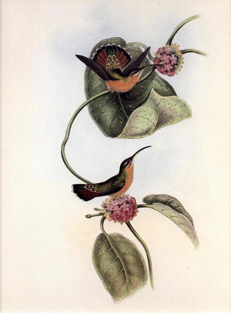 Re: John Gould's Hummingbirds-pic 006-resized; DISPLAY FULL IMAGE.