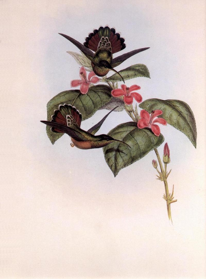 Re: John Gould's Hummingbirds-pic 007-resized; DISPLAY FULL IMAGE.