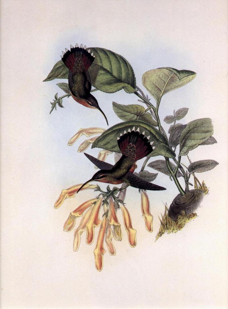 Re: John Gould's Hummingbirds-pic 008-resized; DISPLAY FULL IMAGE.