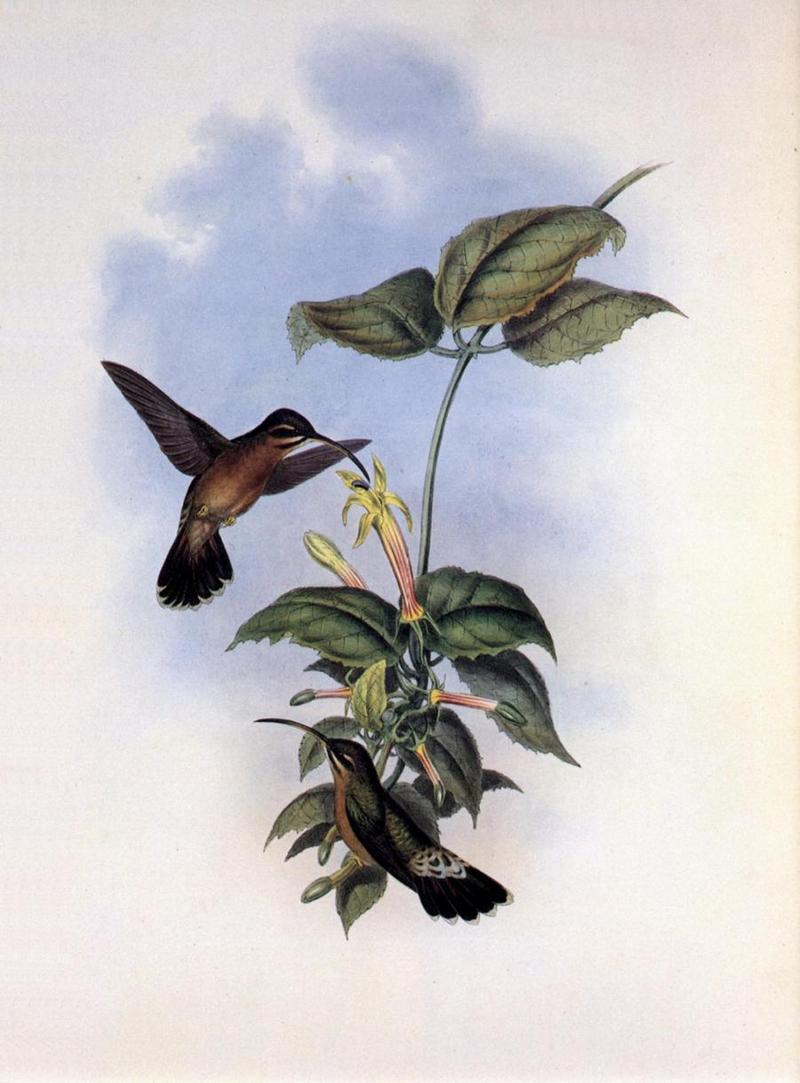 Re: John Gould's Hummingbirds-pic 009-resized; DISPLAY FULL IMAGE.