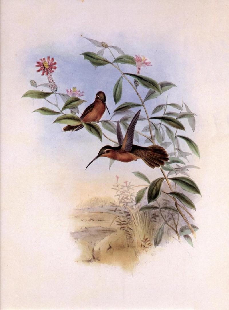 Re: John Gould's Hummingbirds-pic 010-resized; DISPLAY FULL IMAGE.
