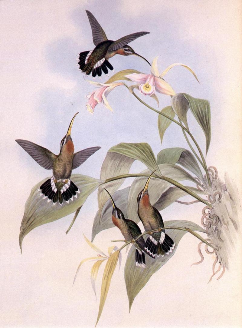Re: John Gould's Hummingbirds-pic 011-resized; DISPLAY FULL IMAGE.