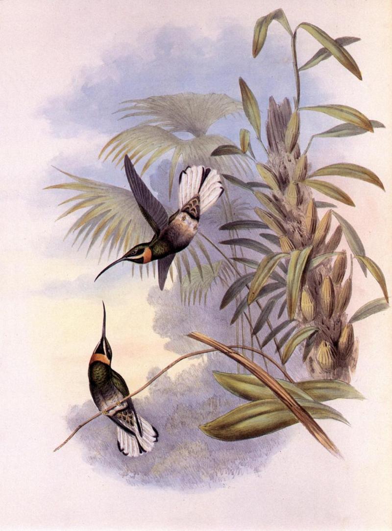 Re: John Gould's Hummingbirds-pic 013-resized; DISPLAY FULL IMAGE.