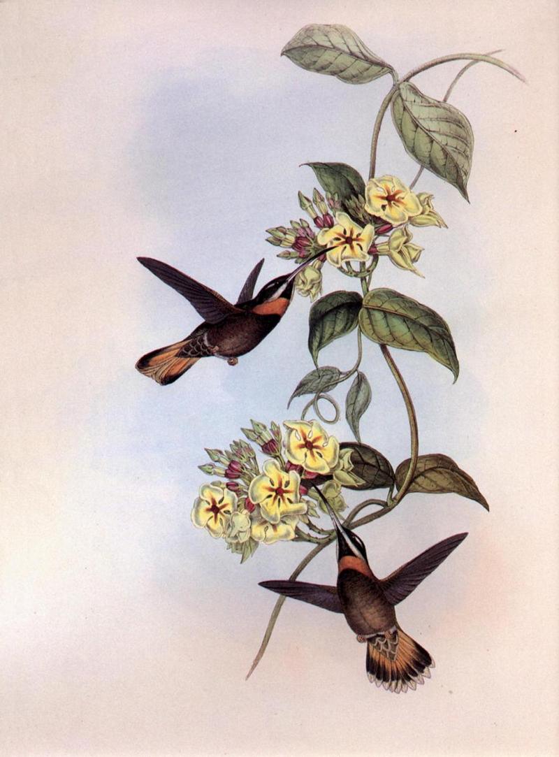 Re: John Gould's Hummingbirds-pic 014-resized; DISPLAY FULL IMAGE.
