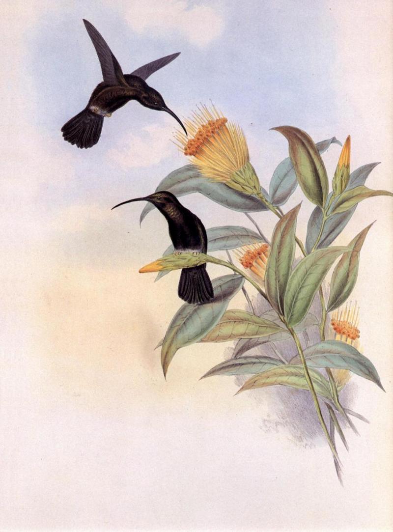 Re: John Gould's Hummingbirds-pic 015-resized; DISPLAY FULL IMAGE.