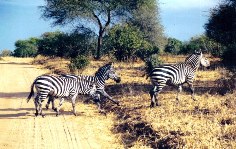 Re: Zebra pics; DISPLAY FULL IMAGE.