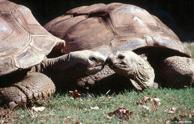 Galapagos Giant Tortoise (Chelonoidis elephantopus); DISPLAY FULL IMAGE.