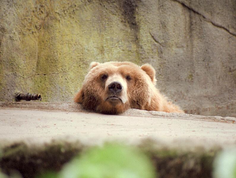 Time for another scan, at last - Joyful bear in Hagenbeck Zoo; DISPLAY FULL IMAGE.