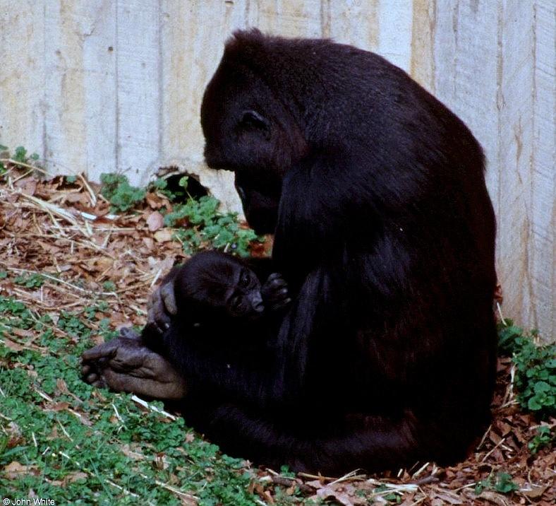 Mountain Gorilla with Baby 2; DISPLAY FULL IMAGE.