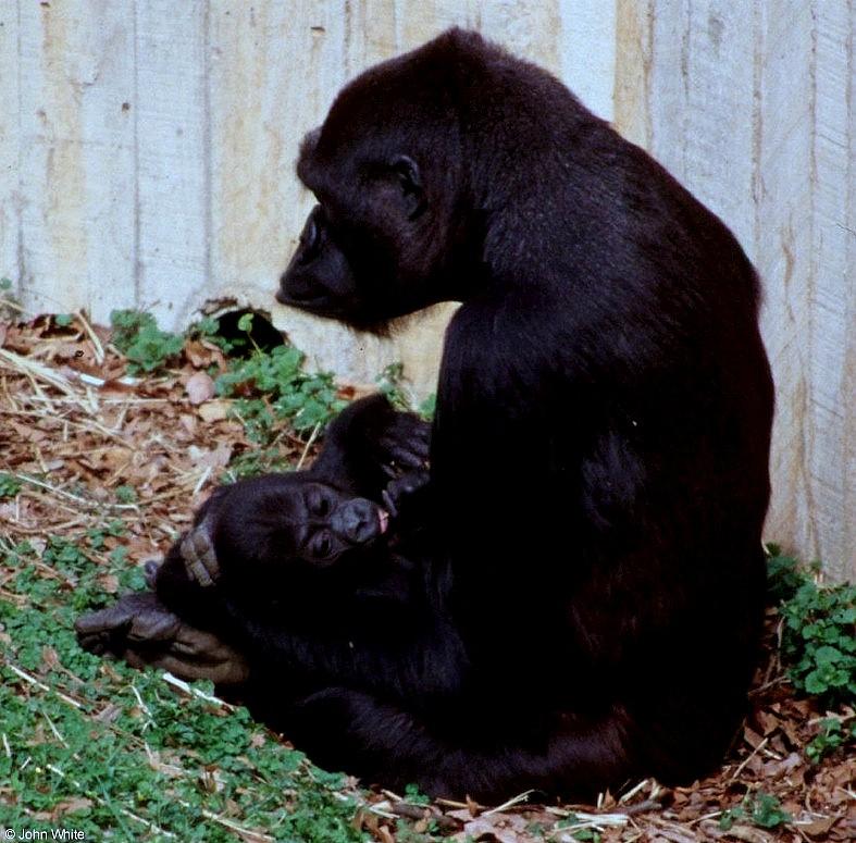 Mountain Gorilla with Baby 3; DISPLAY FULL IMAGE.