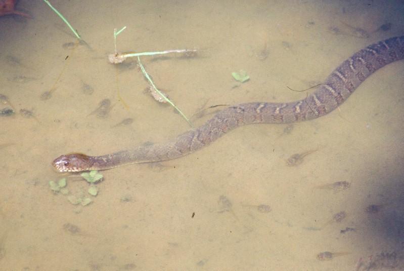 Northern Water Snake (Nerodia sipedon sipedon); DISPLAY FULL IMAGE.