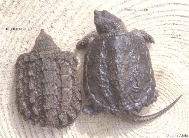 alligator snapping turtle vs common snapping turtle baby