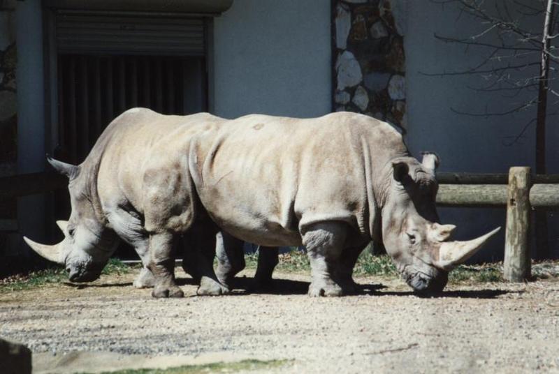 Rare 2-headed rhinocerous?; DISPLAY FULL IMAGE.