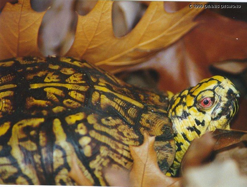 Eastern Box Turtle; DISPLAY FULL IMAGE.