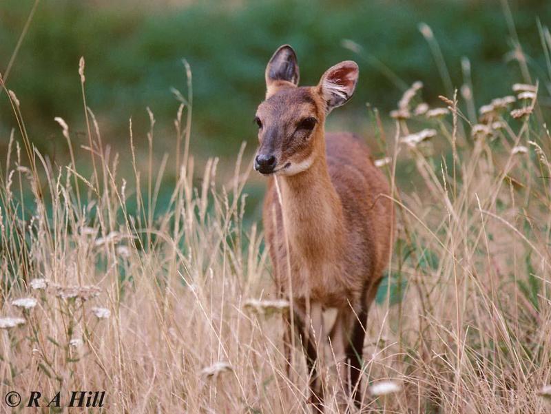 One cute antelope - Four-horned Antelope (Tetracerus quadricornis); DISPLAY FULL IMAGE.