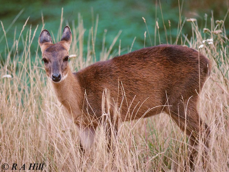 One cute antelope again - Four-horned Antelope (Tetracerus quadricornis); DISPLAY FULL IMAGE.