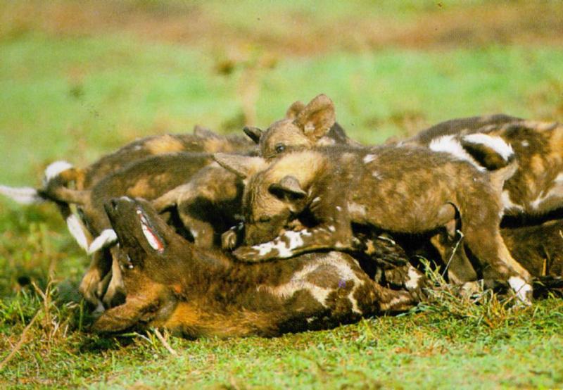 African Wild Dog J01 - Adult and baby rompers; DISPLAY FULL IMAGE.