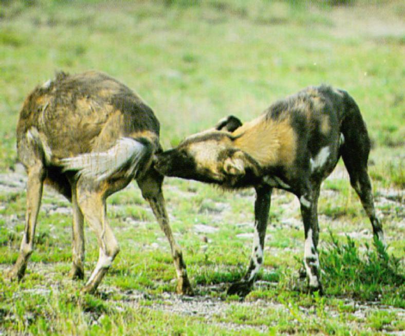 African Wild Dog J02 - Pair on grassland; DISPLAY FULL IMAGE.