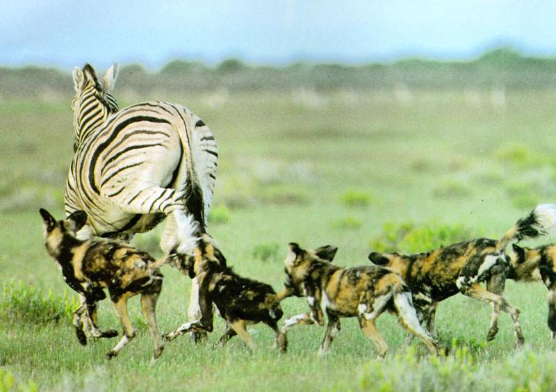 African Wild Dog J03 - Pack chasing Zebra; DISPLAY FULL IMAGE.