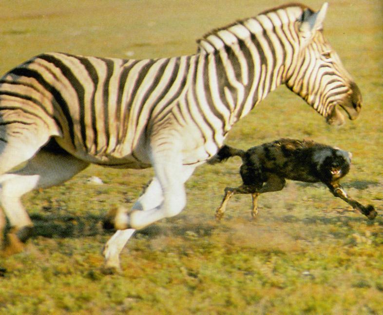African Wild Dog J04 - Chasing Zebra; DISPLAY FULL IMAGE.