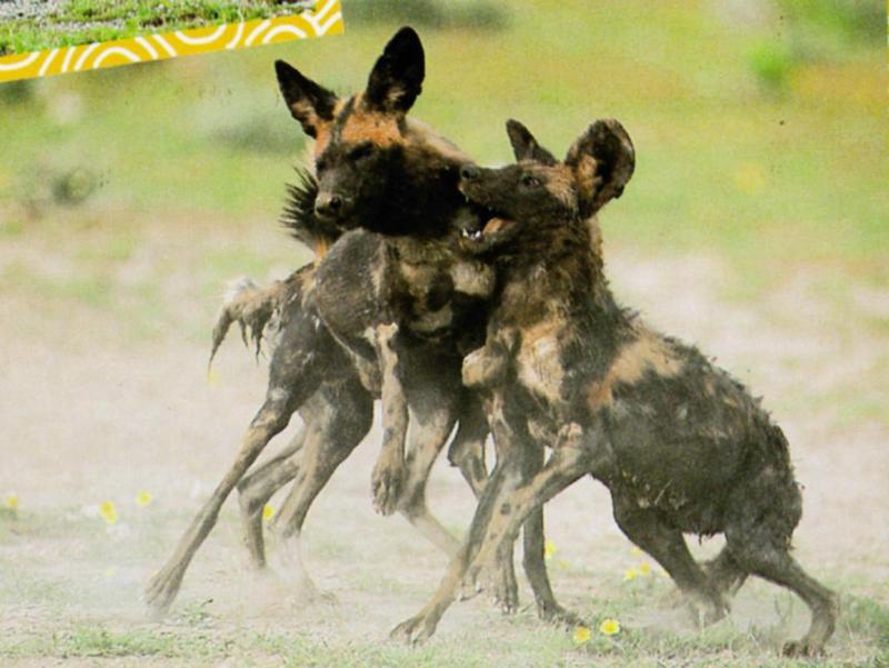 African Wild Dog J09 - 3 happy rompers [Final]; DISPLAY FULL IMAGE.
