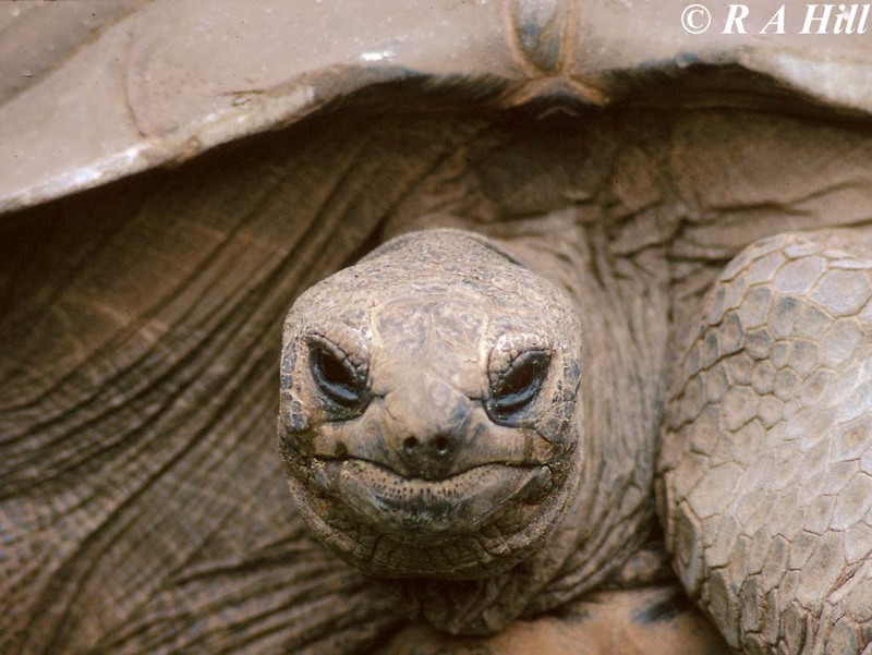 Aldabra Tortoise #1; DISPLAY FULL IMAGE.