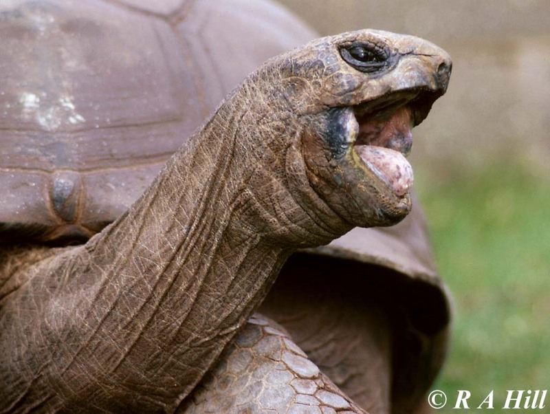 Aldabra Tortoise #2; DISPLAY FULL IMAGE.