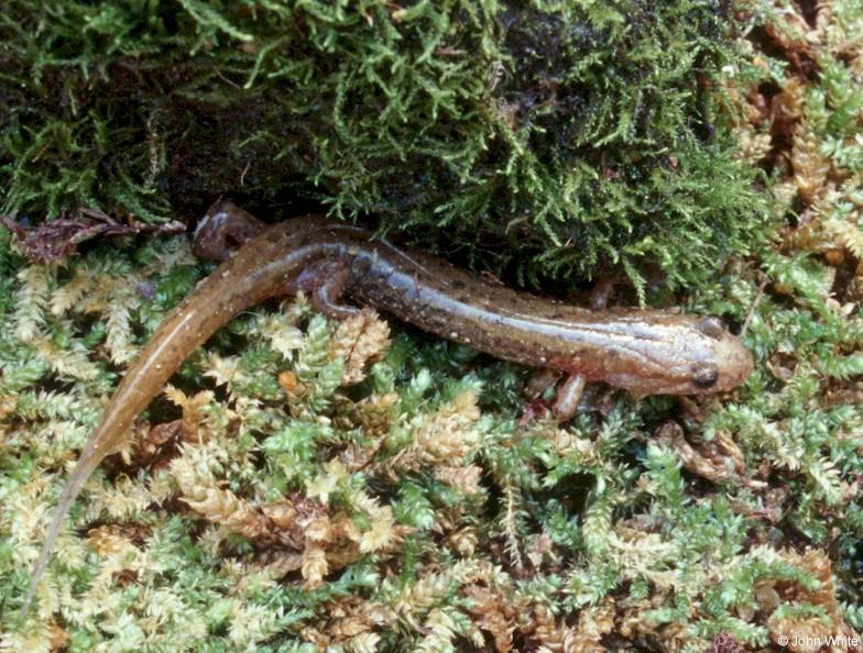 Allegheny Mountain Dusky Salamander (Desmognathus ochrophaeus) 1; DISPLAY FULL IMAGE.
