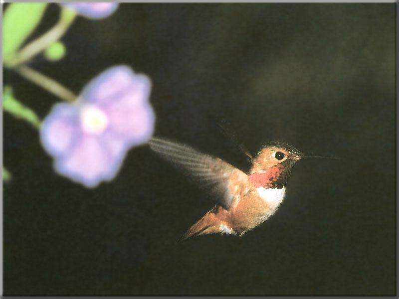 Hummingbird - Allen's Hummingbird 11; DISPLAY FULL IMAGE.