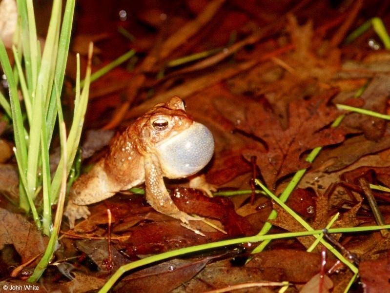 American toad (calling male)2; DISPLAY FULL IMAGE.