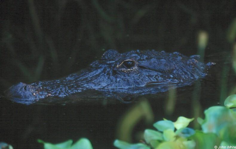 American Alligator; DISPLAY FULL IMAGE.
