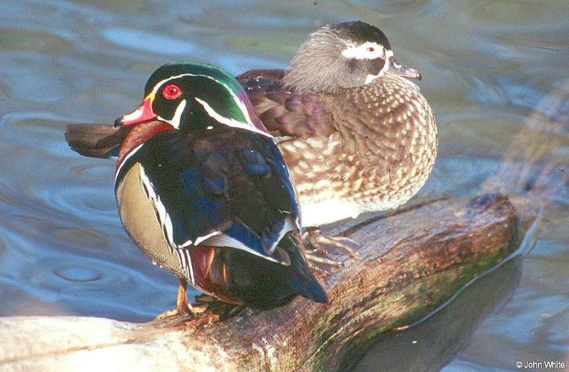 Another Pair of Wood Ducks; DISPLAY FULL IMAGE.