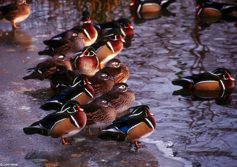 Wood Ducks on Ice; DISPLAY FULL IMAGE.