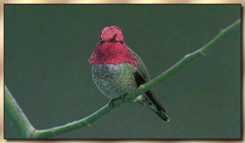 Hummingbird - Male Anna's; DISPLAY FULL IMAGE.