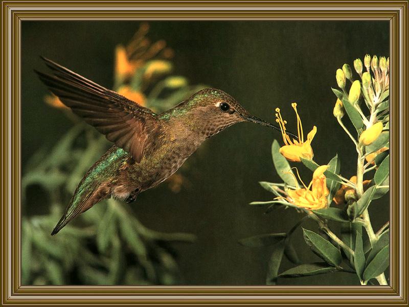 Anna's Hummingbird (9); DISPLAY FULL IMAGE.