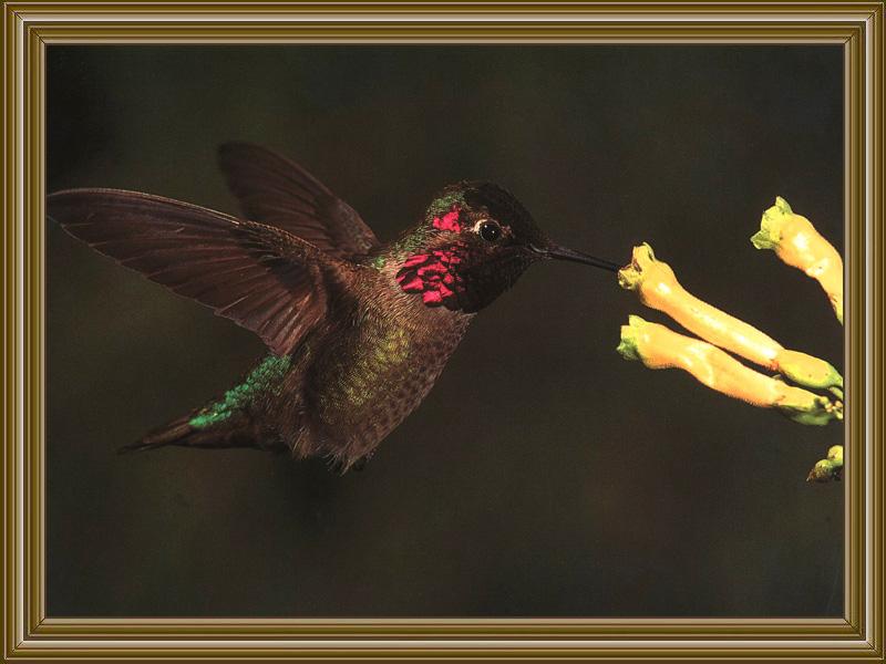 Anna's Hummingbird (10); DISPLAY FULL IMAGE.