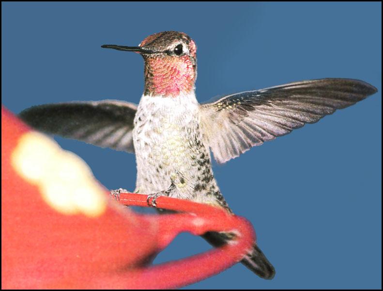 Hummingbird - Anna's Hummingbird 14; DISPLAY FULL IMAGE.