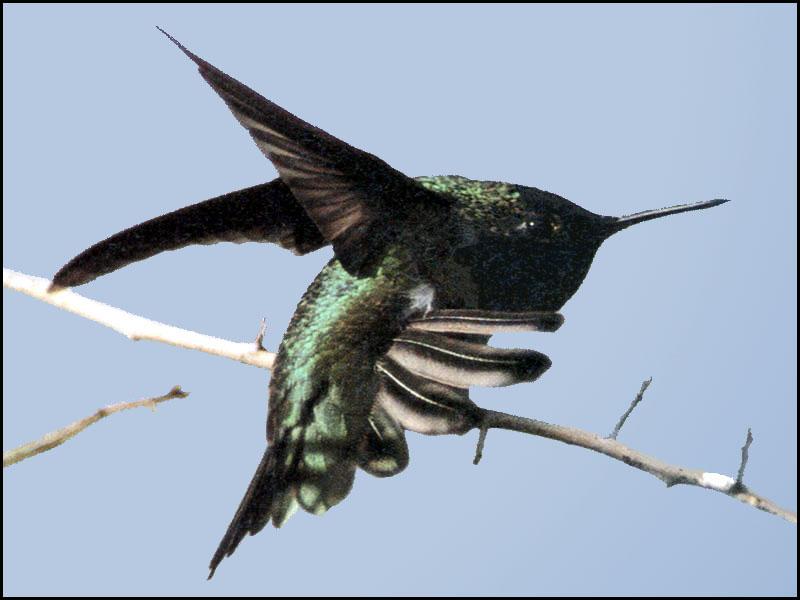 Hummingbird - Anna's Hummingbird 15; DISPLAY FULL IMAGE.