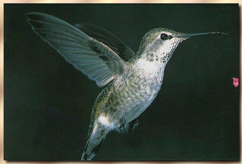 Hummingbird - Female Anna's; DISPLAY FULL IMAGE.