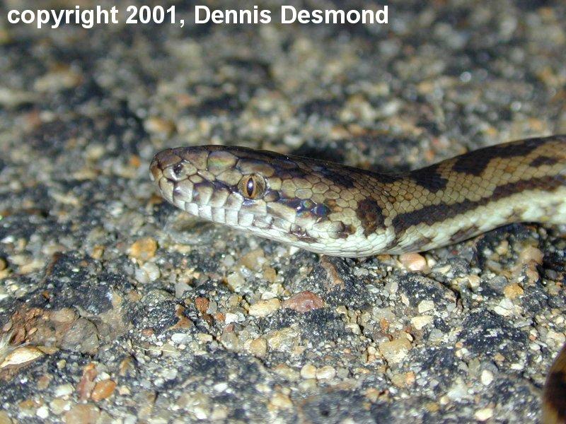 plethora of pythons; Spotted python (Antaresia maculosa); DISPLAY FULL IMAGE.